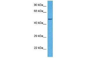 Western Blotting (WB) image for anti-Cytochrome P450, Family 1, Subfamily A, Polypeptide 1 (CYP1A1) (Middle Region) antibody (ABIN2776792)