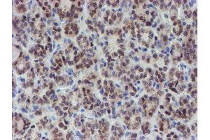 Image no. 5 for anti-Mannose Phosphate Isomerase (MPI) antibody (ABIN1499545) (MPI Antikörper)