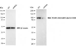 Western blotting analysis using myelin associated glycoprotein antibody (ABIN7799508). (Rekombinanter MAG Antikörper)