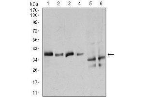Western Blotting (WB) image for anti-Annexin A1 (ANXA1) (AA 144-248) antibody (ABIN1098115)