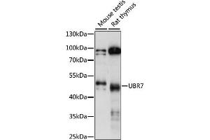 Western blot analysis of extracts of various cell lines, using UBR7 antibody (ABIN7271137) at 1:1000 dilution. (UBR7 Antikörper  (AA 76-425))