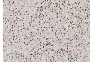 ABIN6265907 and ABIN6276855 at 1/100 staining Rat liver tissue by IHC-P. (USF1 Antikörper  (Internal Region))