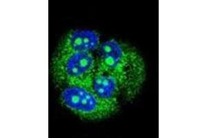 Confocal immunofluorescent analysis of MBD3L3 Antibody (C-term) Cat. (MBD3L3 Antikörper  (C-Term))