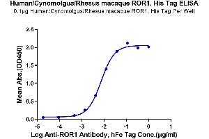 ELISA image for Receptor Tyrosine Kinase-Like Orphan Receptor 1 (ROR1) (AA 39-151) protein (His tag) (ABIN7275527)