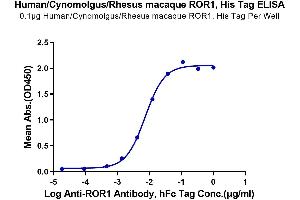 Immobilized Human/Cynomolgus/Rhesus macaque ROR1 (39-151, Ig-like Domain), His Tag at 1 μg/mL (100 μL/well) on the plate.