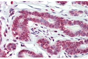 Immunohistochemistry with Human Breast tissue at an antibody concentration of 5. (RPF1 Antikörper  (N-Term))