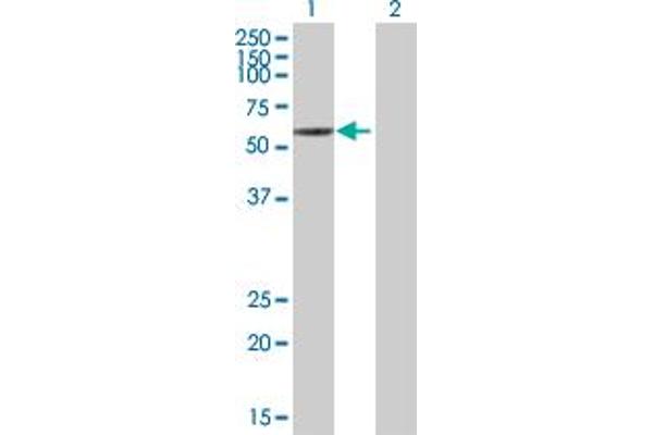 Bestrophin 1 Antikörper  (AA 1-604)