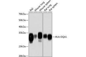 HLA-DQA1 Antikörper