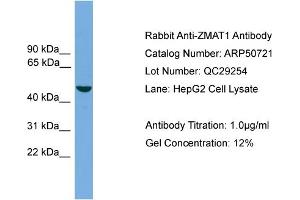 WB Suggested Anti-ZMAT1  Antibody Titration: 0. (ZMAT1 Antikörper  (Middle Region))