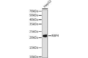 Western blot analysis of extracts of HepG2 cells, using RBP4 antibody (ABIN7269951) at 1:1000 dilution. (RBP4 Antikörper)