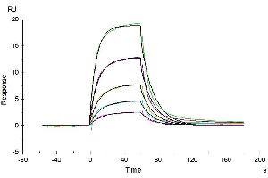 Biotinylated Human Serum Albumin, His-Avi Tag immobilized on CM5 Chip can bind Human FcRn, His Tag with an affinity constant of 1. (Albumin Protein (ALB) (AA 25-609) (His-Avi Tag,Biotin))