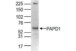 Western Blot of anti-PAPD1 antibody Western Blot results of Rabbit anti-PAPD1 antibody. (PAPD1 Antikörper  (C-Term))
