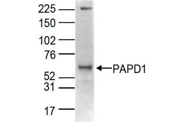PAPD1 Antikörper  (C-Term)