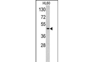 Western blot analysis of TBP antibody (C-term) (ABIN390630 and ABIN2840934) in HL60 cell line lysates (35 μg/lane). (TBP Antikörper  (C-Term))