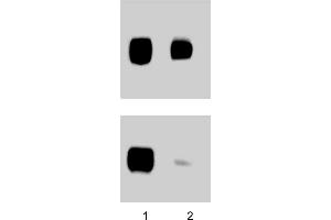 Western Blotting (WB) image for anti-PTK2 Protein tyrosine Kinase 2 (PTK2) (pTyr397) antibody (ABIN968644) (FAK Antikörper  (pTyr397))