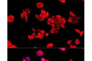 Immunofluorescence (IF) image for anti-Eukaryotic Translation Initiation Factor 3 Subunit J (EIF3S1) antibody (ABIN7264670)