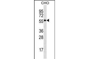 RPS6KL1 Antibody (ABIN659163 and ABIN2843777) western blot analysis in CHO cell line lysates (35 μg/lane). (RPS6KL1 Antikörper)
