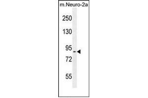 Western blot analysis of DDX11 Antibody (Center) in mouse Neuro-2a cell line lysates (35ug/lane). (DDX11 Antikörper  (Middle Region))