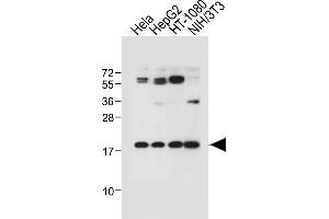 All lanes : Anti-G8c (M1LC3C)-M1 at 1:1000 dilution Lane 1: Hela whole cell lysate Lane 2: HepG2 whole cell lysate Lane 3: HT-1080 whole cell lysate Lane 4: NIH/3T3 whole cell lysate Lysates/proteins at 20 μg per lane. (MAP1LC3A Antikörper  (N-Term))