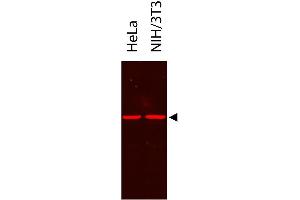 Western Blot showing detection of alpha tubulin from HeLa and NIH/3T3.