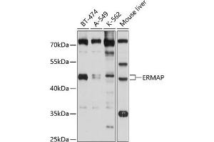 Western blot analysis of extracts of various cell lines, using ERMAP antibody (ABIN6131614, ABIN6140291, ABIN6140292 and ABIN6214673) at 1:1000 dilution. (ERMAP Antikörper  (AA 30-155))