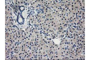 Immunohistochemical staining of paraffin-embedded Human pancreas tissue using anti-EIF4E mouse monoclonal antibody. (EIF4E Antikörper)