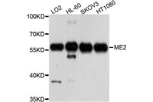 Western blot analysis of extracts of various cell lines, using ME2 antibody (ABIN5996144) at 1/1000 dilution. (NAD-ME Antikörper)