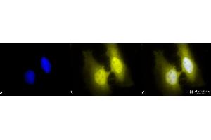 Immunofluorescence (fixed cells) (IF/ICC) image for anti-Heat Shock Factor Protein 1 (HSF1) (AA 425-439) antibody (Biotin) (ABIN1741568)