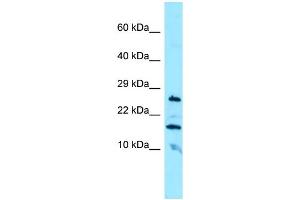WB Suggested Anti-CBLN3 Antibody Titration: 1. (CBLN3 Antikörper  (N-Term))