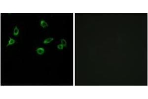 Immunofluorescence (IF) image for anti-Olfactory Receptor, Family 10, Subfamily S, Member 1 (OR10S1) (AA 213-262) antibody (ABIN2891114) (OR10S1 Antikörper  (AA 213-262))