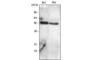 Western Blotting (WB) image for anti-Bone Morphogenetic Protein 7 (BMP7) antibody (ABIN377193) (BMP7 Antikörper)