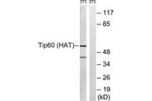 Western blot analysis of extracts from NIH-3T3 cells, treated with starved 24h, using Tip60 (Ab-90) Antibody. (KAT5 Antikörper  (AA 56-105))