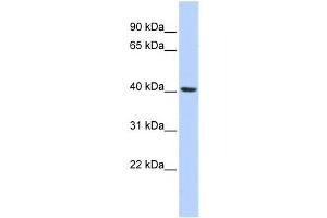 Western Blotting (WB) image for anti-Insulin Induced Gene 1 (INSIG1) antibody (ABIN2458473)