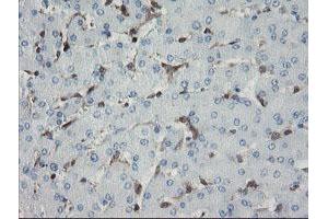 Immunohistochemical staining of paraffin-embedded Human liver tissue using anti-GIMAP4 mouse monoclonal antibody. (GIMAP4 Antikörper)