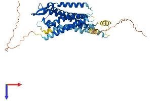 Oxytocin Receptor Protein (OXTR) (AA 1-389) (His tag)