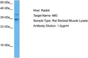 Host: Rat Target Name: NTF3 Sample Tissue: Rat Skeletal Muscle Antibody Dilution: 1ug/ml (Neurotrophin 3 Antikörper  (N-Term))