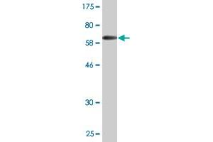 Western Blot detection against Immunogen (61. (RASSF4 Antikörper  (AA 1-321))