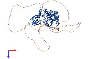 CLK3 Protein (CLK3) (AA 1-638) (His tag)
