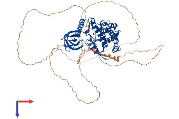 CLK3 Protein (CLK3) (AA 1-638) (His tag)