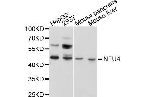 Western blot analysis of extracts of various cell lines, using NEU4 antibody (ABIN1876358) at 1:1000 dilution. (Sialidase 4 Antikörper)