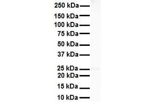 WB Suggested Anti-RNF2 antibody Titration: 1 ug/mL Sample Type: Human Heart (RNF2 Antikörper  (Middle Region))