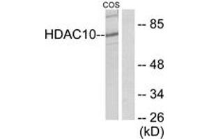Western blot analysis of extracts from COS7 cells, using HDAC10 Antibody. (HDAC10 Antikörper  (AA 10-59))