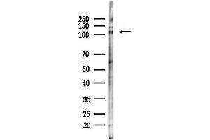 Western blot analysis of lysates from Mouse testis, using M3K13 Antibody at 1/1000 dilution.