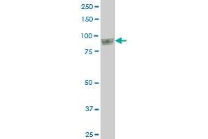 UBTF monoclonal antibody (M04), clone 2D8 Western Blot analysis of UBTF expression in HepG2 . (UBTF Antikörper  (AA 551-650))