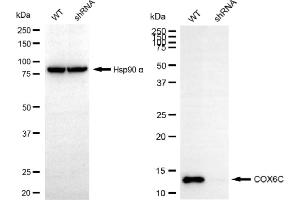 Western blotting analysis using COX6C antibody (ABIN7798249). (COX6C Antikörper)