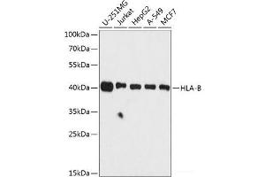 Western blot analysis of extracts of various cell lines using HLA-B Polyclonal Antibody at dilution of 1:3000. (HLA-B Antikörper)
