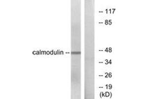 Western Blotting (WB) image for anti-Calmodulin 1 (Calm1) (AA 46-95) antibody (ABIN2888787)