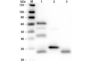 Western Blot of Anti-Chicken IgG (H&L) (RABBIT) Antibody. (Kaninchen anti-Huhn IgG Antikörper (DyLight 680) - Preadsorbed)