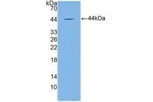 Detection of Recombinant APOC4, Mouse using Polyclonal Antibody to Apolipoprotein C4 (APOC4) (APOC4 Antikörper  (AA 28-124))