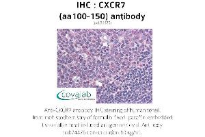 Image no. 1 for anti-Chemokine (C-X-C Motif) Receptor 7 (CXCR7) (AA 100-150) antibody (ABIN1733423) (CXCR7 Antikörper  (AA 100-150))